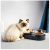רק 29.99$ עם הקופון BGOCFOP334 לקערת אוכל + מים לכלב\חתול הנהדרת מבית שיאומי Xiaomi PETKIT!!
